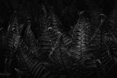 18601_DSC0815